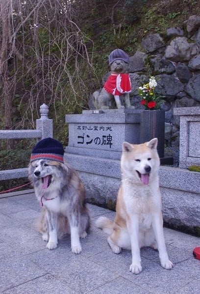 実は、高野山を開山した「弘法大師」を導いいたのも犬だった！